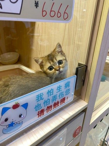 小猫咪怎能可以这么可爱