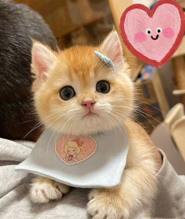 对比过很多家的猫舍果然没让我失望[惊叹]