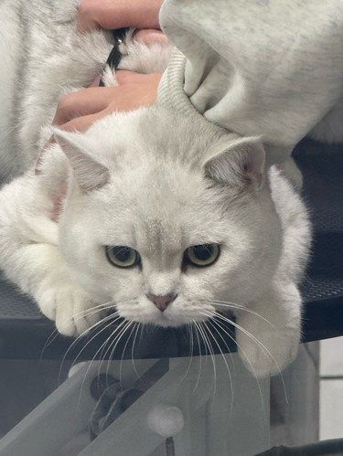 治愈系猫咪治愈你的心