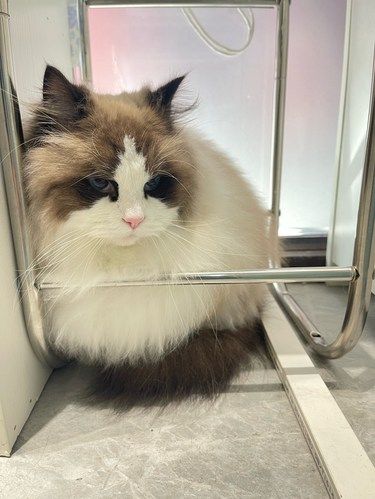今天猫主子心情复杂了