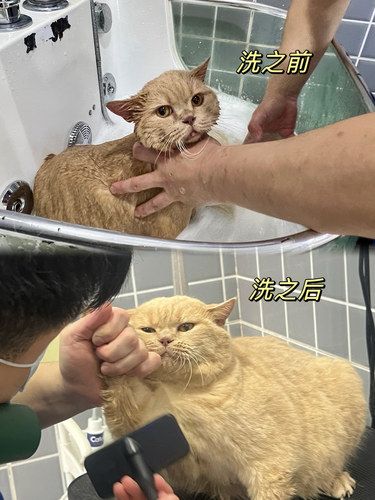 宠物店洗澡天花板给我找到啦