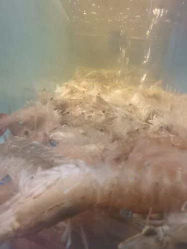 海鲜美味，吃货的幸福