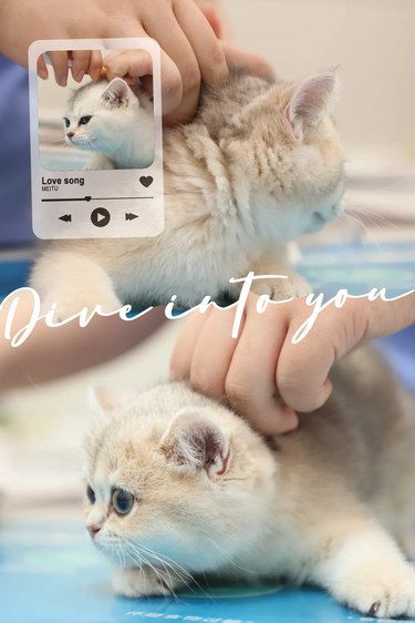 福乐，对猫咪健康的暖心守护