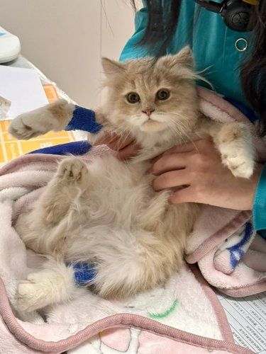 猫咪安慰拥抱[愉快]