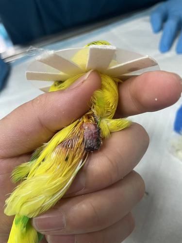 小虎皮鹦鹉肿瘤切除截翅