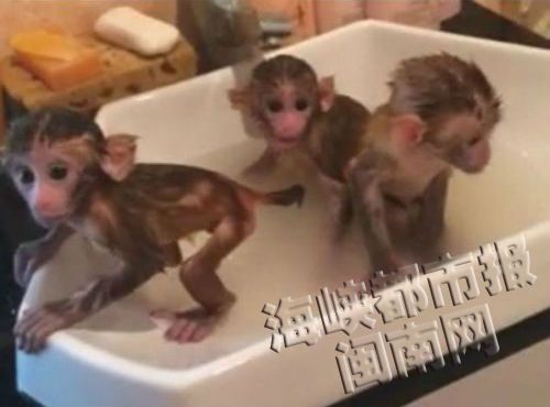 三只小猴子在洗澡