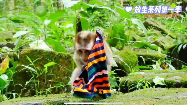 宠物猴价格,宠物猴价格是多少