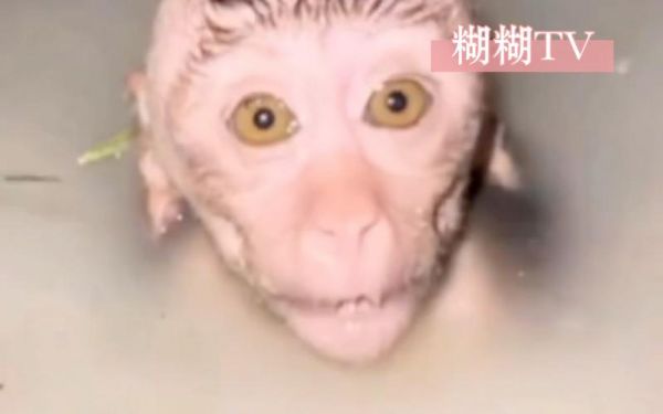 宠物猴价格,宠物猴价格是多少
