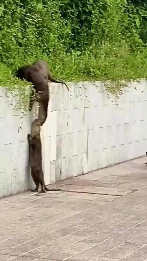 水獭家族，一个都不能少……