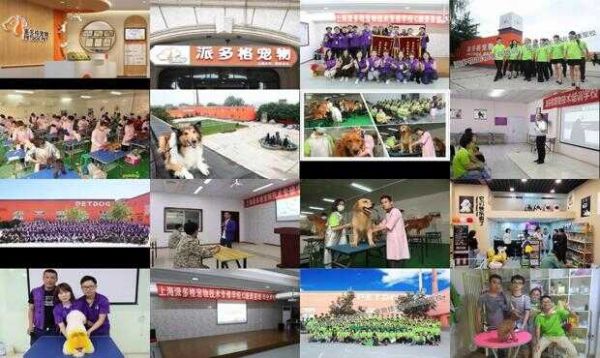 派多格上海宠物学校怎么样