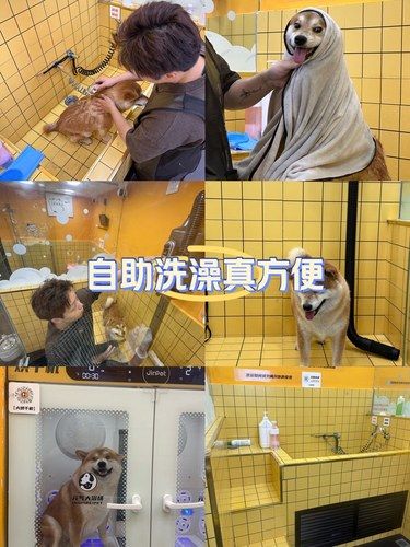 宠物澡堂自助洗澡真方便