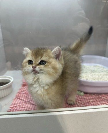 广州猫猫领养☘️