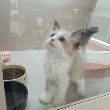 这么多可爱小猫咪！