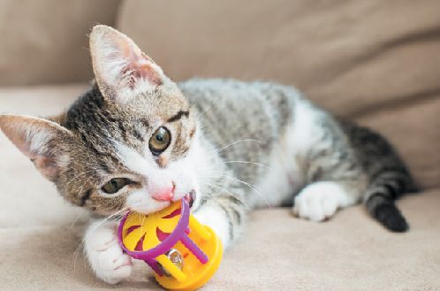 猫咪为什么会咬人?背后原来有这5个“秘密”