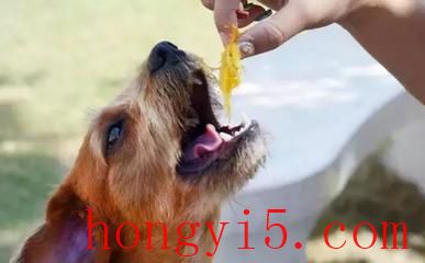 十大最丑的宠物排行榜(十大宠物饲料品牌排行榜)插图1
