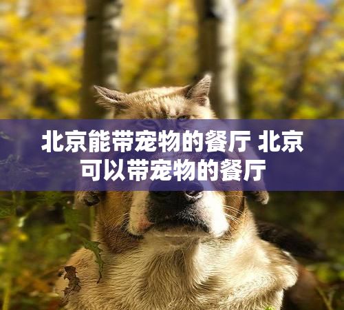 北京能带宠物的餐厅 北京可以带宠物的餐厅