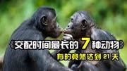 交配时间最长的动物