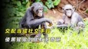 交配当成社交手段，倭黑猩猩到底有多奇葩？它们不怕近亲繁殖吗