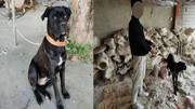 盗狗贼夜偷母狗欲配种，引诱猛犬藏匿副驾驶，监控拍下全过程