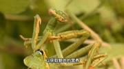 在交配中公螳螂往往被母螳螂残忍吃掉