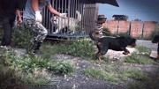 罗威纳母犬庞巴迪顺利完成配种任务，累成狗！回家喽期待全部归队
