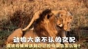 动物六亲不认的交配，成年流浪的雄狮，遇到自己的母亲会怎么做？