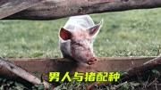 男人被囚禁与母猪配种