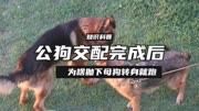 公狗交配完成后，为啥抛下母狗转身就跑？难道不想给母狗负责吗？