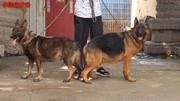 母犬进入发情期后，出现以下几点，就是交配的最佳时机！
