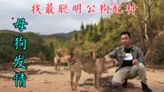 两母狗发晴，小伙寻找村里最聪明公狗配种，现场好嗨，看的无语了