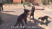 1500的马犬发情去配种，带芯片的爆红公狗体型真大，用它配怎么样
