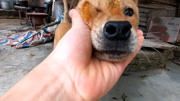 中华田园猎犬母狗发情之后多少天才可以配种？现在终于知道了