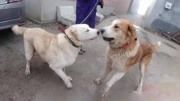 母犬发情不让配，种公霸王硬上弓竟被咬伤，还好今天完婚了！