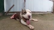 斯塔福与母犬交配，谁知坎高竟咬住金阳海盗不松口，差点酿出血案