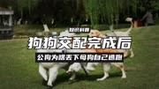 狗交配完成后，公狗为啥丢下母狗自己逃跑？是提上裤子不认狗吗3