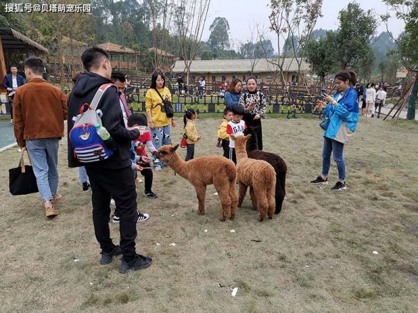 广州萌宠动物乐园加盟，开启你的创业之旅