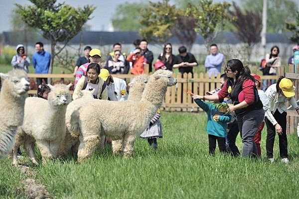 金昌萌宠乐园加盟电话开启宠物乐园新时代，让您轻松拥有成功事业！