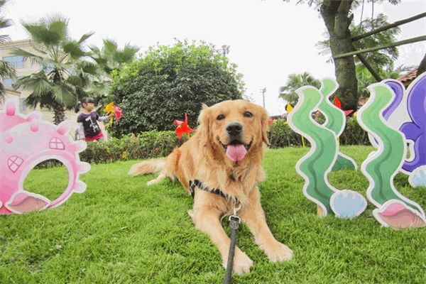 哈多利宠物乐园
