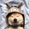 https://p1.meituan.net/userheadpicbackend/3834a3ea58e3d7bb704f2eab87790415213963.jpg%40120w_120h_1e_1c_1l%7Cwatermark%3D0