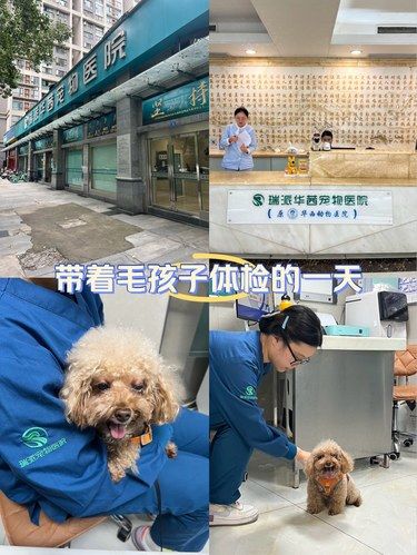 宠物放这，铲屎官们完全可以放心