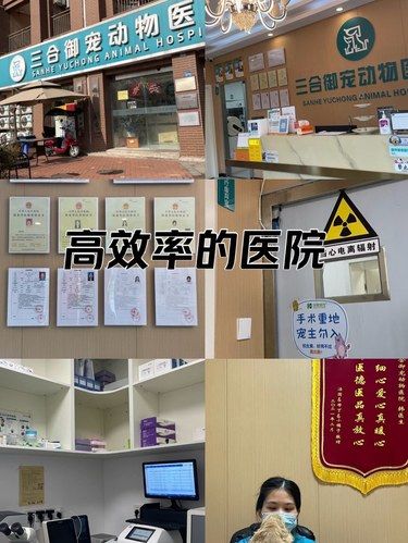 成华区宠物医院NO·1