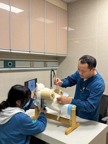 在成都可以永远信赖这家宠物