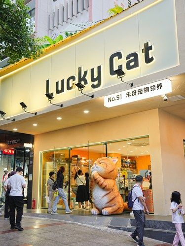贵阳猫咪领养！想拥有自己小猫咪的快去！