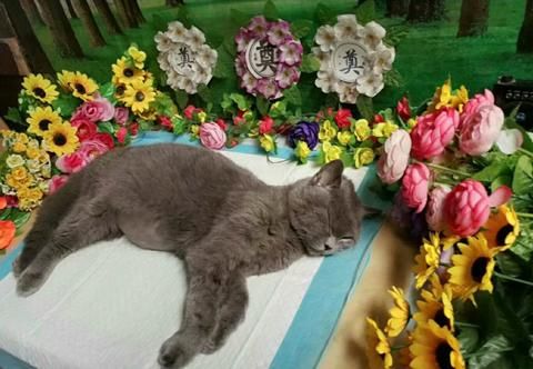 昆明宠物殡葬电话