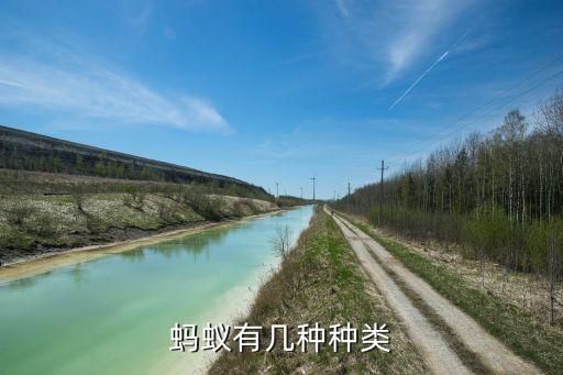 蚂蚁有几种种类