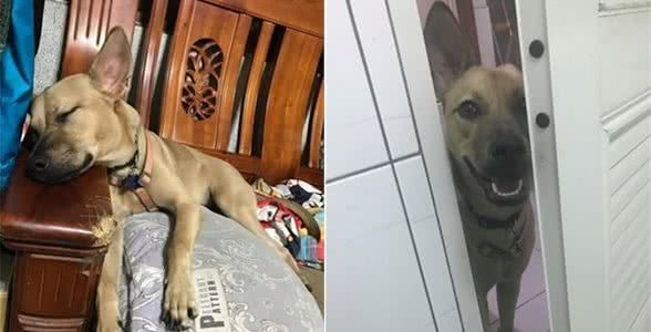 狗狗吃磨牙棒,都要狂秀长腿,网友:这姿势真的很危险