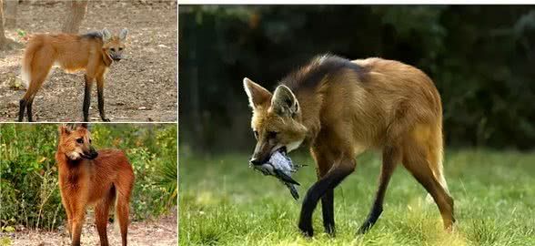 “犬科废宅”鬃狼:大长腿顺拐走,是狼却爱吃素,被吓到还会炸毛