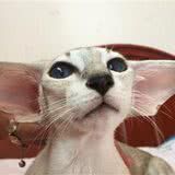 “东方猫”“清新脱俗”的外貌,堪称喵届“泥石流”