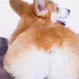 这次小短腿终于赢了大长腿!短腿蜜桃臀柯基犬了解一下