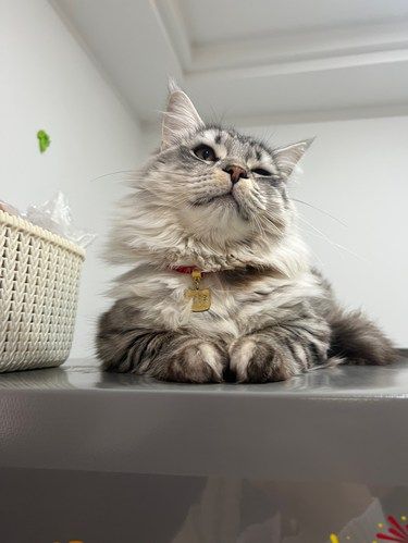 猫咪造反了